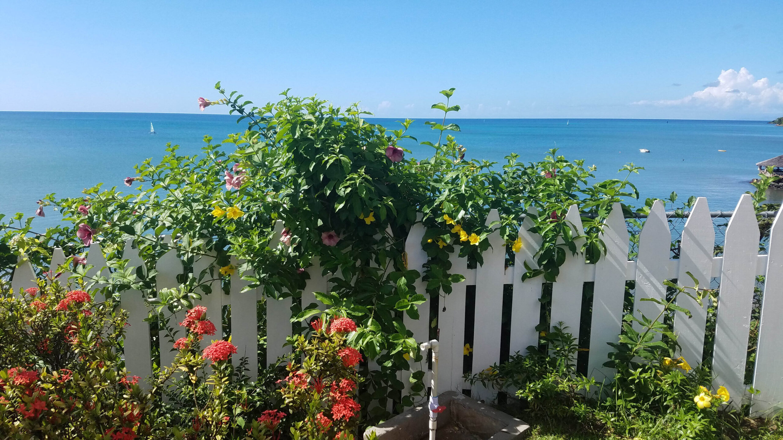 Fence, Flowers,Ocean