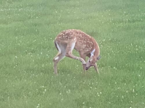 Deer In Geneva