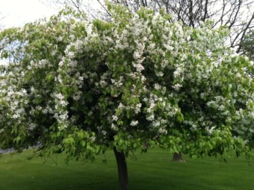 Geneva Tree Blooming