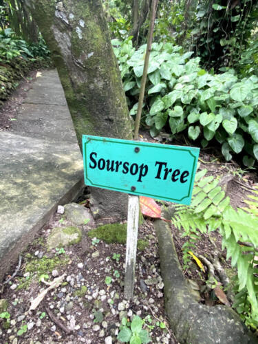 Sursap Tree Sign