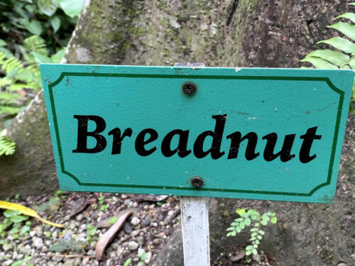 Breadnut Tree Sign