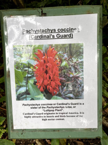 Pachystachys Coccinea - Red Plant Sign